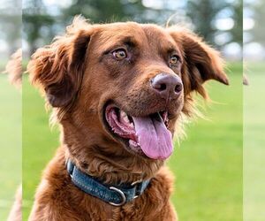 June Carter - Female Golden Shepherd Dog for Adoption - Photo #3
