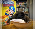 Puppy Crunch Pug
