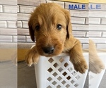 Small #1 Labradoodle