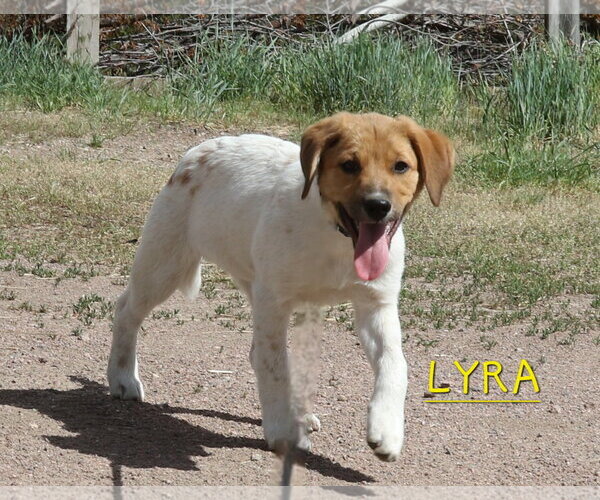 Medium Photo #4 Great Pyrenees-Unknown Mix Puppy For Sale in Tabernash, CO, USA