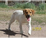 Small #3 Great Pyrenees Mix