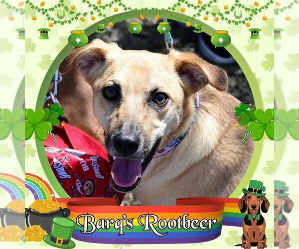 Medium Photo #5 Dachshund-Unknown Mix Puppy For Sale in San Antonio, TX, USA