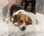 Small #1 Beagle