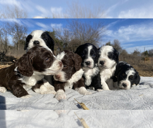 Bernedoodle-Cocker Spaniel Mix Puppy for Sale in HILLSBORO, Texas USA