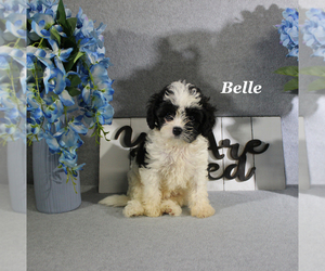 Cavapoo Puppy for sale in CHANUTE, KS, USA