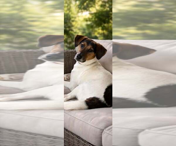 Medium Photo #3 Mutt Puppy For Sale in SHERBURNE, NY, USA