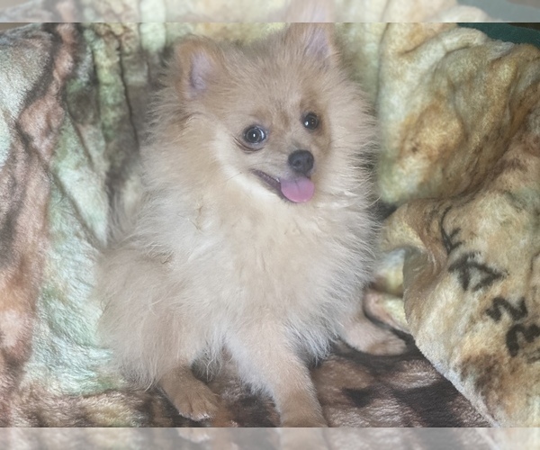 Medium Photo #5 Pomeranian Puppy For Sale in HAMDEN, CT, USA
