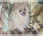 Small Photo #5 Pomeranian Puppy For Sale in HAMDEN, CT, USA