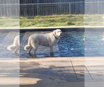 Small #2 Great Pyrenees