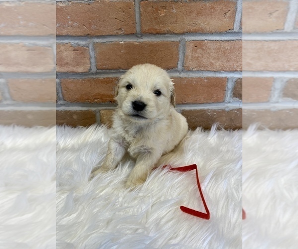 Medium Photo #1 Golden Retriever Puppy For Sale in LAPOINT, UT, USA