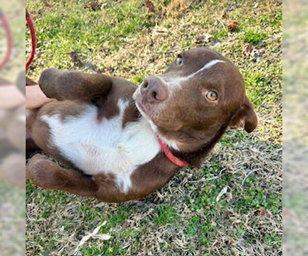 Medium Photo #2 Mutt Puppy For Sale in Sparta, TN, USA