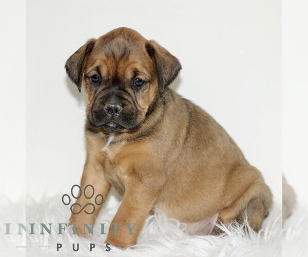 Medium Photo #3 Boxador Puppy For Sale in NEW HOLLAND, PA, USA