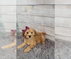 Goldendoodle (Miniature) Puppy for sale in INDIANAPOLIS, IN, USA