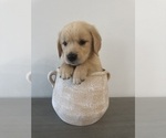 Puppy Stella Golden Retriever