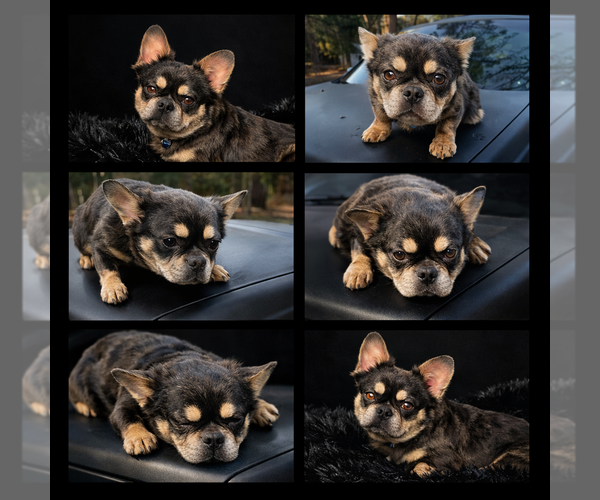 Medium Photo #1 French Bulldog Puppy For Sale in SNELLVILLE, GA, USA