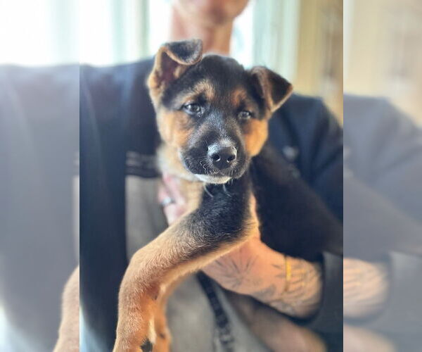 Medium Photo #5 Australian Shepherd-German Shepherd Dog Mix Puppy For Sale in Lakewood, CO, USA