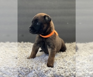 Belgian Malinois Puppy for sale in GARDENA, CA, USA