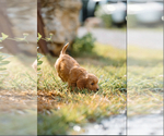 Small #1 Cockapoo (Miniature)