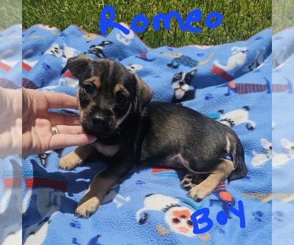 Medium Photo #16 Chizer Puppy For Sale in MONTEZUMA, GA, USA