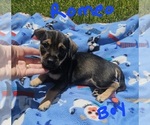 Small Photo #16 Chizer Puppy For Sale in MONTEZUMA, GA, USA