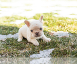 Small #1 French Bulldog