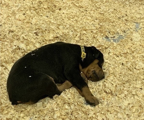 Medium Photo #8 Doberman Pinscher Puppy For Sale in BRISTOL, CT, USA