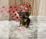 Small Photo #3 Yorkshire Terrier Puppy For Sale in MYRTLE, MO, USA