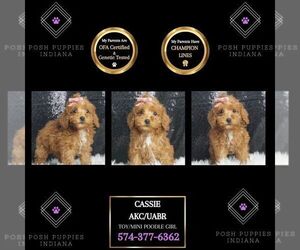 Poodle (Toy) Puppy for sale in WARSAW, IN, USA
