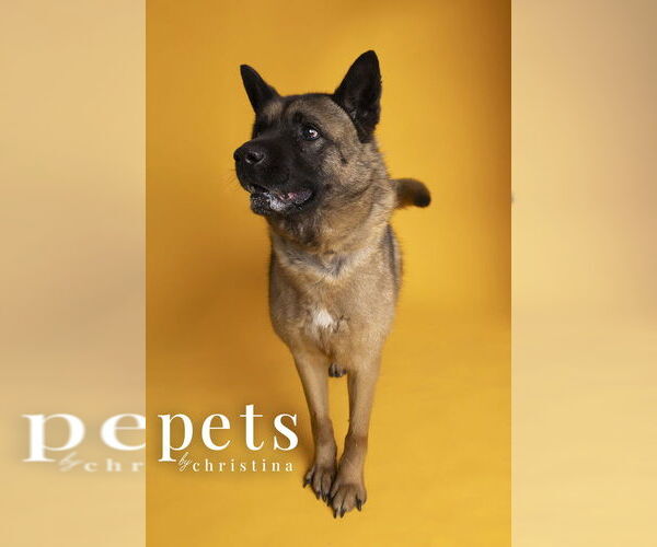 Medium Photo #2 Akita Puppy For Sale in Foristell, MO, USA