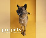 Small #1 Akita