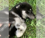 Small Photo #3 Goberian Puppy For Sale in MORGANTOWN, IN, USA