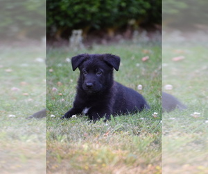 German Shepherd Dog Puppy for sale in BELLINGHAM, WA, USA
