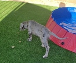 Small Photo #10 Great Dane Puppy For Sale in MARICOPA, AZ, USA