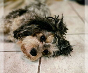 Father of the Cavapoo (Miniature) puppies born on 02/08/2026