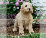 Small Photo #4 Poodle (Toy) Puppy For Sale in NAPPANEE, IN, USA