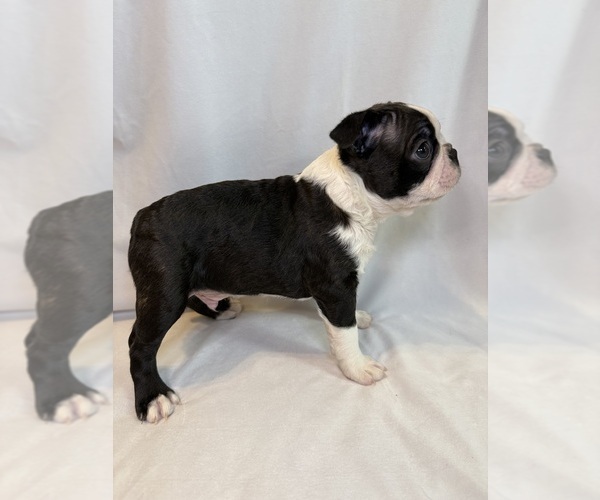 Medium Photo #3 Boston Terrier Puppy For Sale in MORENO VALLEY, CA, USA