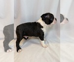 Small #2 Boston Terrier