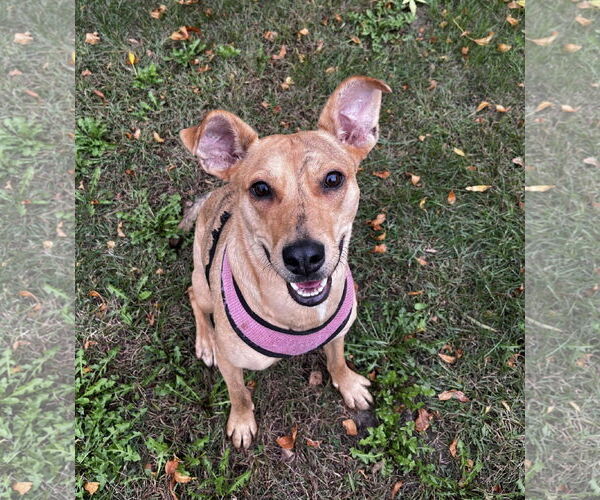 Medium Photo #5 Mutt Puppy For Sale in St. Louis Park, MN, USA