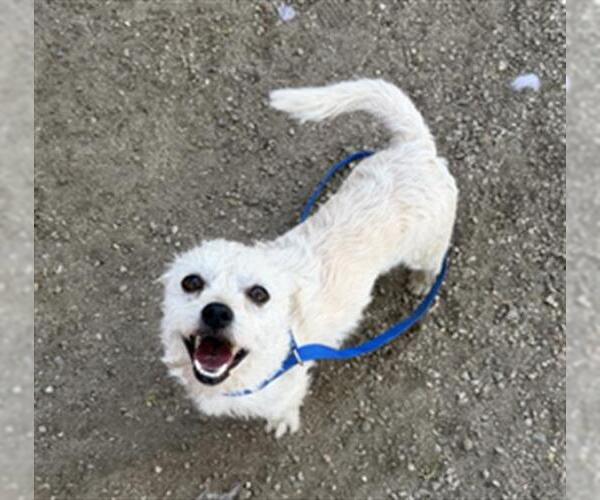 Medium Photo #1 Mutt Puppy For Sale in Redlands, CA, USA