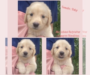 Golden Retriever Puppy for sale in SUGAR LAND, TX, USA