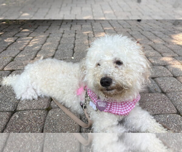 Medium Photo #2 Cavapoo (Miniature) Puppy For Sale in Mundelein, IL, USA