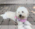 Small #1 Cavapoo (Miniature)