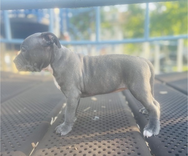 Medium Photo #2 American Pit Bull Terrier Puppy For Sale in TRENTON, NJ, USA