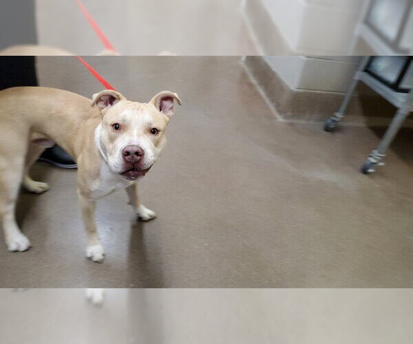 Medium Photo #1 American Pit Bull Terrier Puppy For Sale in Aurora, IL, USA