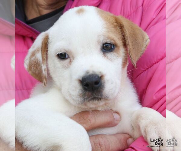 Medium Photo #5 Lab-Pointer Puppy For Sale in Washington, DC, USA