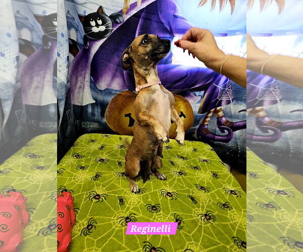 Medium Photo #2 Rat Terrier-Unknown Mix Puppy For Sale in Metairie, LA, USA