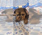 Puppy 13 Yorkshire Terrier