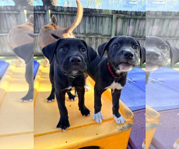 Medium Photo #8 Mutt Puppy For Sale in Orlando, FL, USA