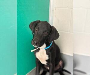 Mutt Dogs for adoption in Visalia, CA, USA