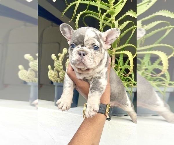 Medium Photo #48 French Bulldog Puppy For Sale in LOS ANGELES, CA, USA